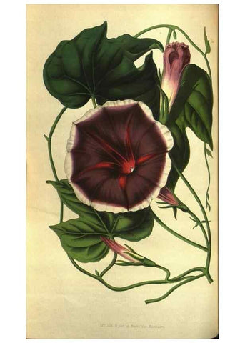 Reproducción/Reproduction 49643754372: Flore des serres et des jardins de l'Europe. A Gand :chez Louis van Houtte, eÌditeur,1845-1880.. 