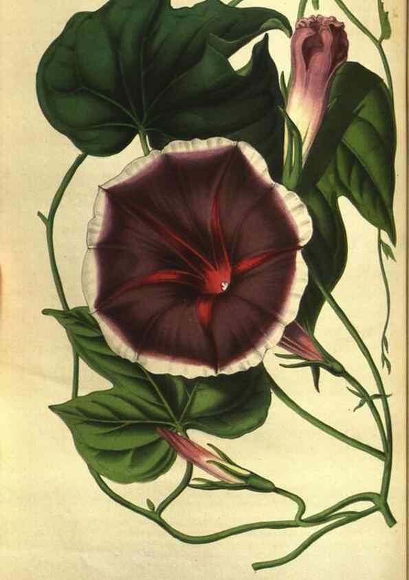 Reproducción/Reproduction 49643754372: Flore des serres et des jardins de l'Europe. A Gand :chez Louis van Houtte, eÌditeur,1845-1880.. 