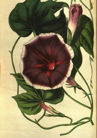 Reproducción/Reproduction 49643754372: Flore des serres et des jardins de l'Europe. A Gand :chez Louis van Houtte, eÌditeur,1845-1880.. 