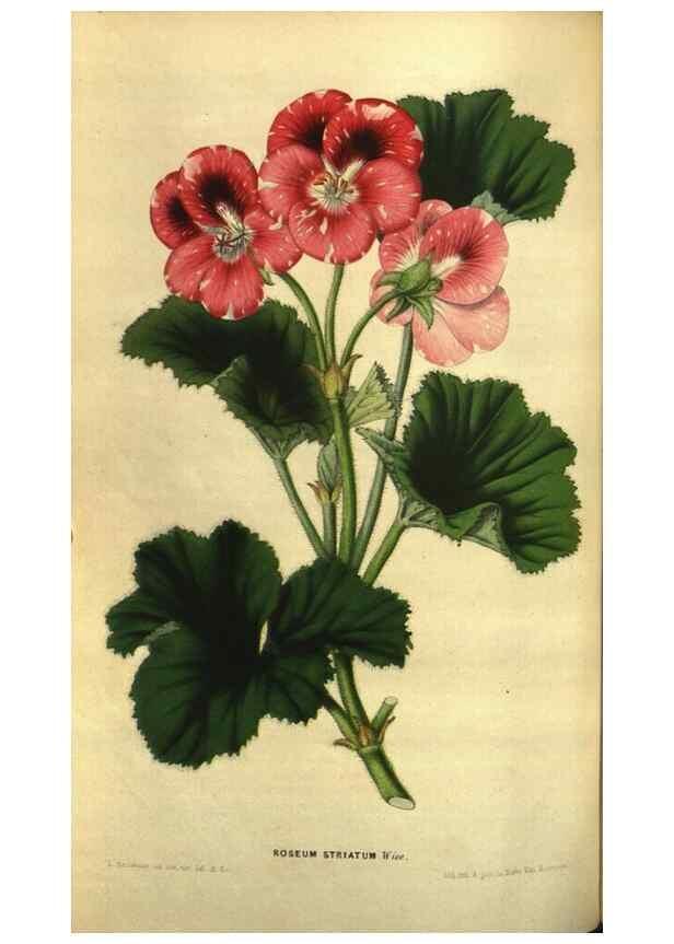 Reproducción/Reproduction 49642950828: Flore des serres et des jardins de l'Europe. A Gand :chez Louis van Houtte, eÌditeur,1845-1880.. 