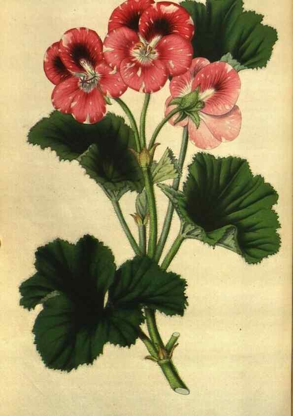 Reproducción/Reproduction 49642950828: Flore des serres et des jardins de l'Europe. A Gand :chez Louis van Houtte, eÌditeur,1845-1880.. 