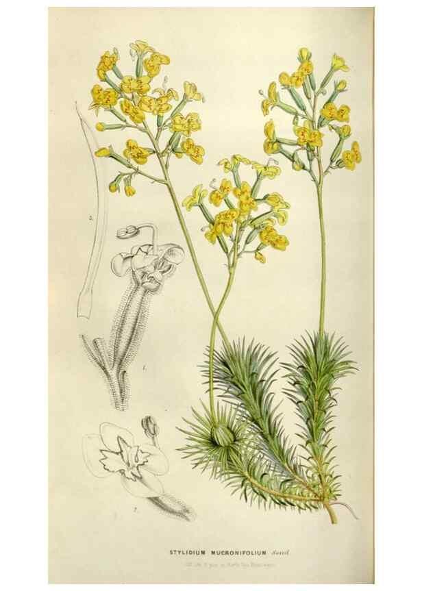 Reproducción/Reproduction 49642950338: Flore des serres et des jardins de l'Europe. A Gand :chez Louis van Houtte, eÌditeur,1845-1880.. 