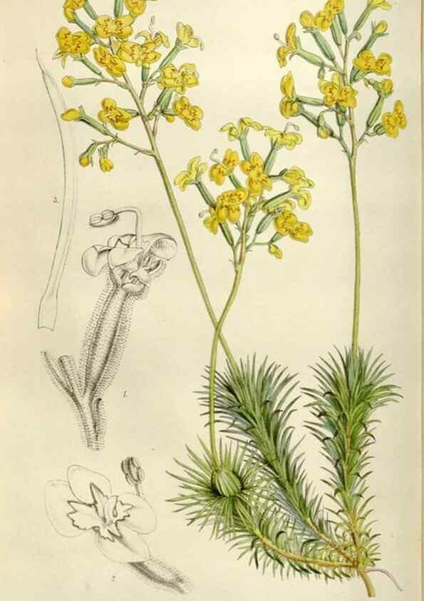 Reproducción/Reproduction 49642950338: Flore des serres et des jardins de l'Europe. A Gand :chez Louis van Houtte, eÌditeur,1845-1880.. 