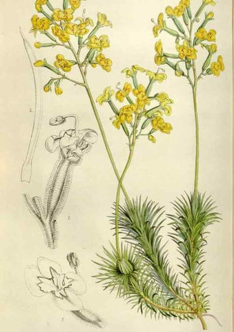 Reproducción/Reproduction 49642950338: Flore des serres et des jardins de l'Europe. A Gand :chez Louis van Houtte, eÌditeur,1845-1880.. 