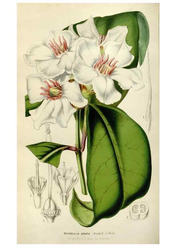 Reproducción/Reproduction 49643749052: Flore des serres et des jardins de l'Europe. A Gand :chez Louis van Houtte, eÌditeur,1845-1880.. 