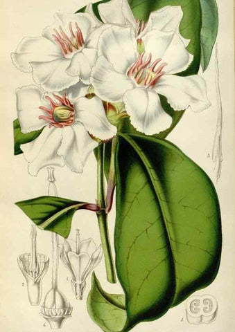 Reproducción/Reproduction 49643749052: Flore des serres et des jardins de l'Europe. A Gand :chez Louis van Houtte, eÌditeur,1845-1880.. 