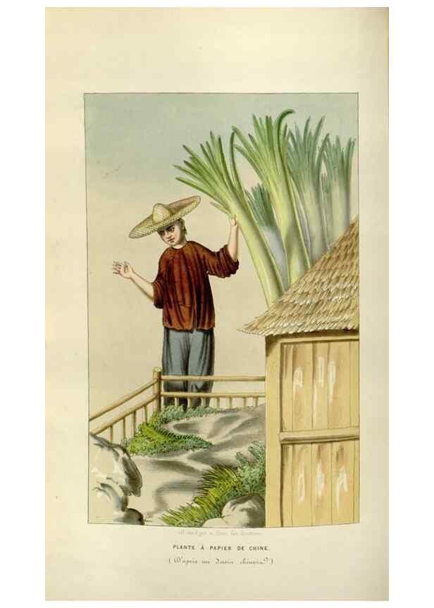 Reproducción/Reproduction 49642945793: Flore des serres et des jardins de l'Europe. A Gand :chez Louis van Houtte, eÌditeur,1845-1880.. 