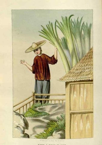 Reproducción/Reproduction 49642945793: Flore des serres et des jardins de l'Europe. A Gand :chez Louis van Houtte, eÌditeur,1845-1880.. 