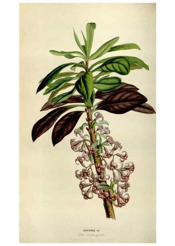 Reproducción/Reproduction 49643473861: Flore des serres et des jardins de l'Europe. A Gand :chez Louis van Houtte, eÌditeur,1845-1880.. 