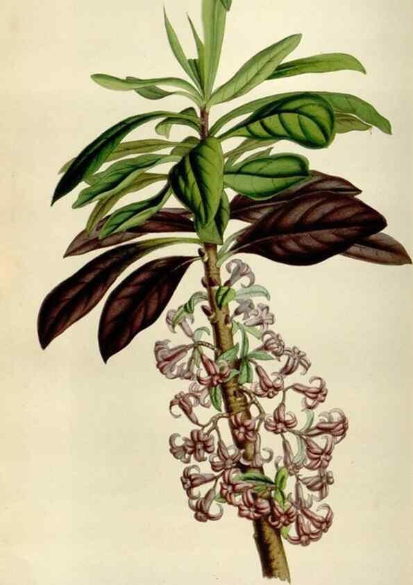 Reproducción/Reproduction 49643473861: Flore des serres et des jardins de l'Europe. A Gand :chez Louis van Houtte, eÌditeur,1845-1880.. 