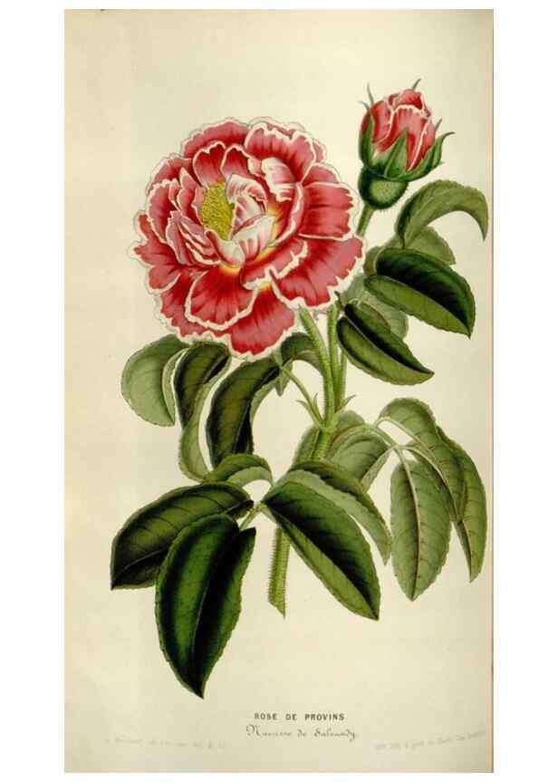 Reproducción/Reproduction 49643750202: Flore des serres et des jardins de l'Europe. A Gand :chez Louis van Houtte, eÌditeur,1845-1880.. 