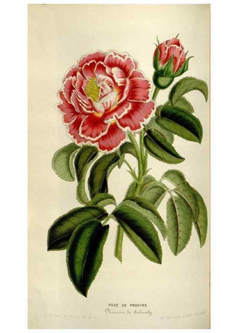 Reproducción/Reproduction 49643750202: Flore des serres et des jardins de l'Europe. A Gand :chez Louis van Houtte, eÌditeur,1845-1880.. 