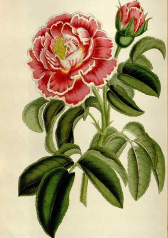 Reproducción/Reproduction 49643750202: Flore des serres et des jardins de l'Europe. A Gand :chez Louis van Houtte, eÌditeur,1845-1880.. 