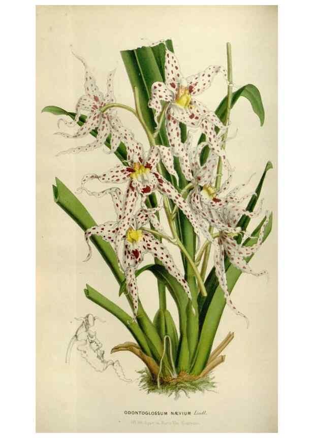 Reproducción/Reproduction 49642947148: Flore des serres et des jardins de l'Europe. A Gand :chez Louis van Houtte, eÌditeur,1845-1880.. 