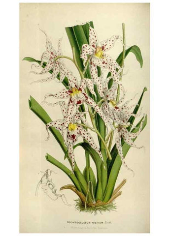 Reproducción/Reproduction 49642947148: Flore des serres et des jardins de l'Europe. A Gand :chez Louis van Houtte, eÌditeur,1845-1880.. 