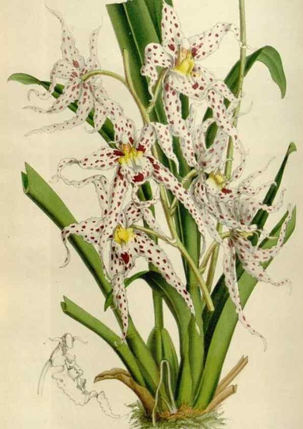Reproducción/Reproduction 49642947148: Flore des serres et des jardins de l'Europe. A Gand :chez Louis van Houtte, eÌditeur,1845-1880.. 