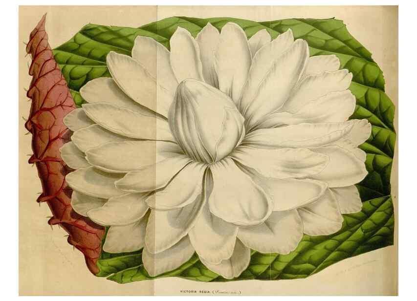 Reproducción/Reproduction 49642947318: Flore des serres et des jardins de l'Europe. A Gand :chez Louis van Houtte, eÌditeur,1845-1880.. 