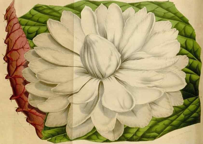 Reproducción/Reproduction 49642947318: Flore des serres et des jardins de l'Europe. A Gand :chez Louis van Houtte, eÌditeur,1845-1880.. 