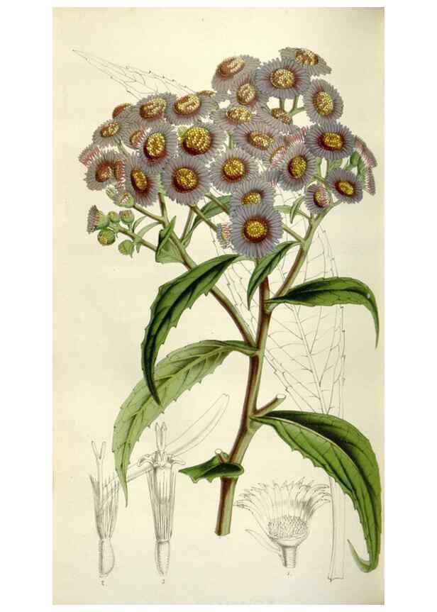 Reproducción/Reproduction 49643758752: Flore des serres et des jardins de l'Europe. A Gand :chez Louis van Houtte, eÌditeur,1845-1880.. 