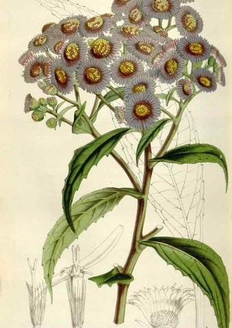 Reproducción/Reproduction 49643758752: Flore des serres et des jardins de l'Europe. A Gand :chez Louis van Houtte, eÌditeur,1845-1880.. 