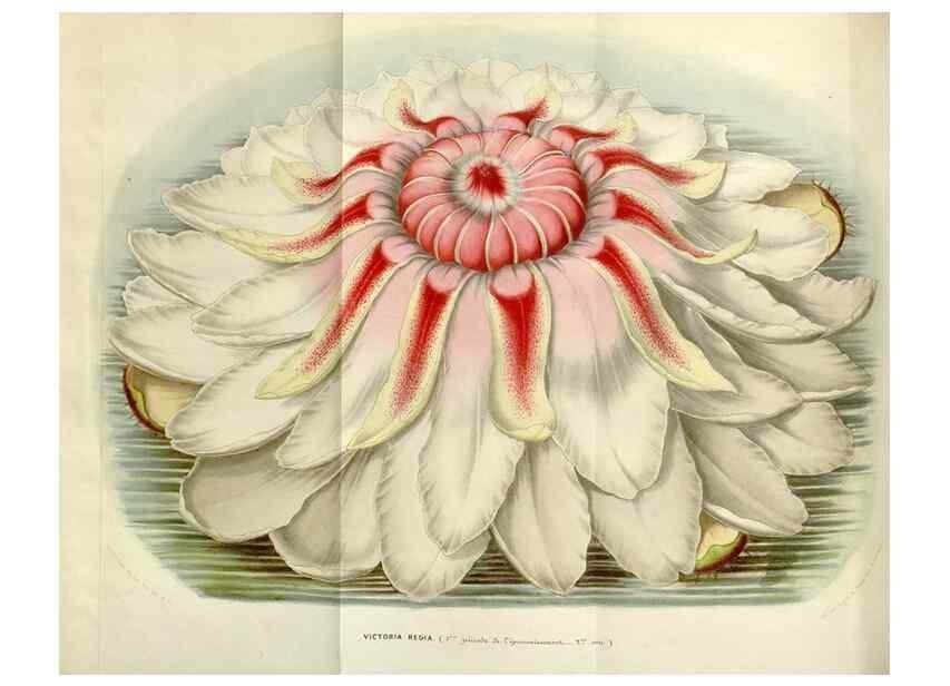 Reproducción/Reproduction 49642947678: Flore des serres et des jardins de l'Europe. A Gand :chez Louis van Houtte, eÌditeur,1845-1880.. 