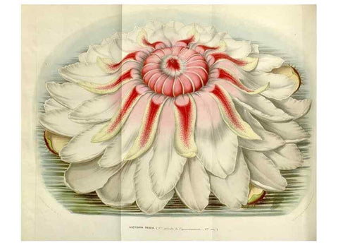 Reproducción/Reproduction 49642947678: Flore des serres et des jardins de l'Europe. A Gand :chez Louis van Houtte, eÌditeur,1845-1880.. 