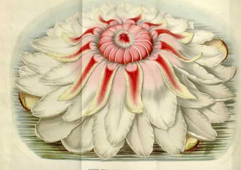 Reproducción/Reproduction 49642947678: Flore des serres et des jardins de l'Europe. A Gand :chez Louis van Houtte, eÌditeur,1845-1880.. 