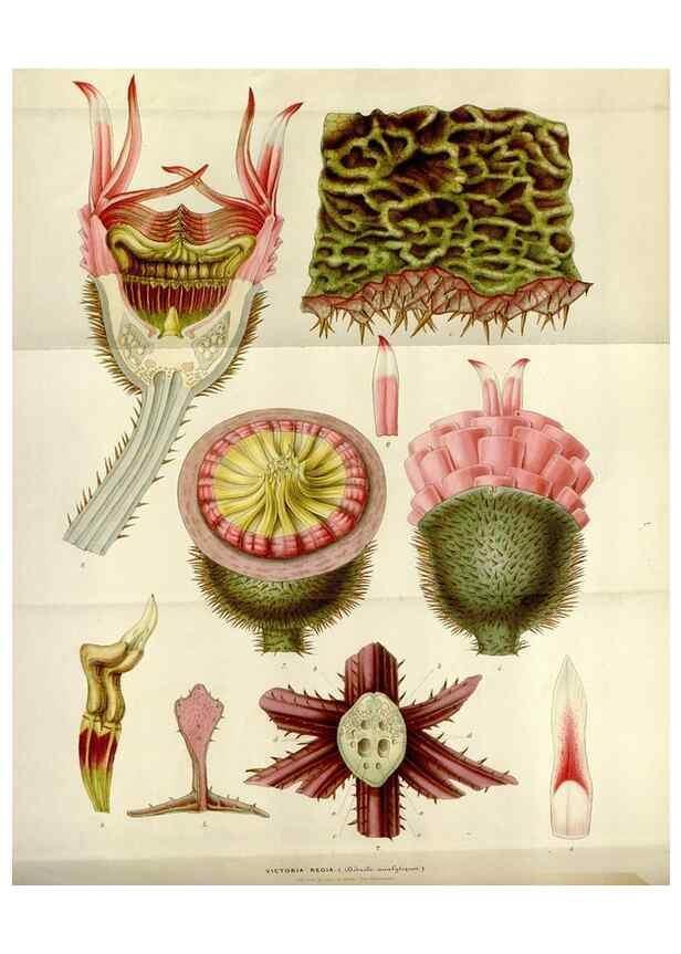 Reproducción/Reproduction 49643475656: Flore des serres et des jardins de l'Europe. A Gand :chez Louis van Houtte, eÌditeur,1845-1880.. 