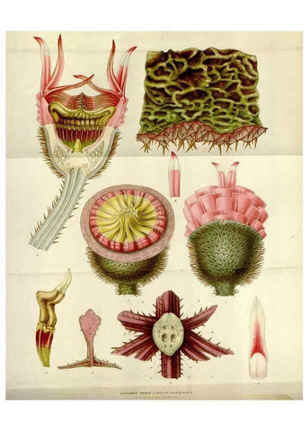 Reproducción/Reproduction 49643475656: Flore des serres et des jardins de l'Europe. A Gand :chez Louis van Houtte, eÌditeur,1845-1880.. 