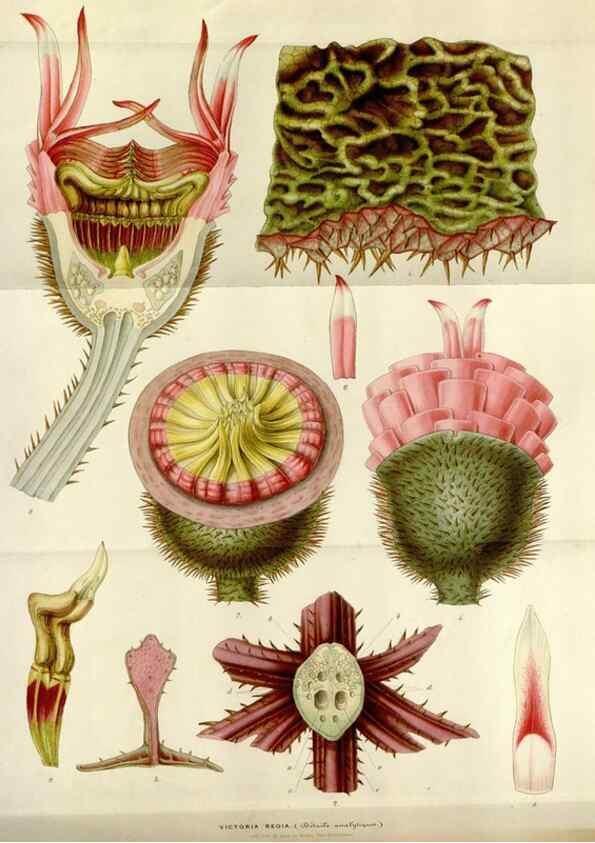 Reproducción/Reproduction 49643475656: Flore des serres et des jardins de l'Europe. A Gand :chez Louis van Houtte, eÌditeur,1845-1880.. 