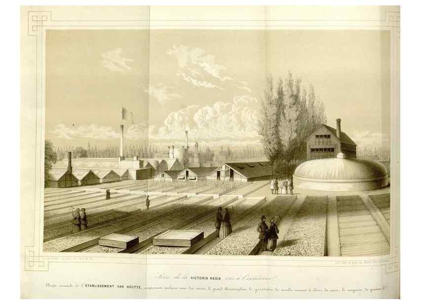 Reproducción/Reproduction 49643752217: Flore des serres et des jardins de l'Europe. A Gand :chez Louis van Houtte, eÌditeur,1845-1880.. 