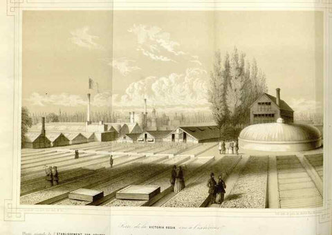 Reproducción/Reproduction 49643752217: Flore des serres et des jardins de l'Europe. A Gand :chez Louis van Houtte, eÌditeur,1845-1880.. 