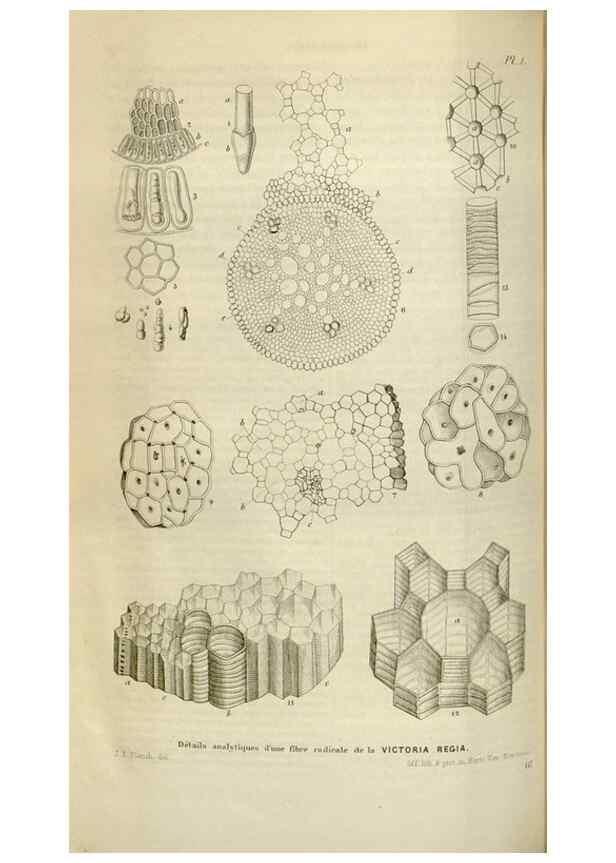 Reproducción/Reproduction 49642949153: Flore des serres et des jardins de l'Europe. A Gand :chez Louis van Houtte, eÌditeur,1845-1880.. 