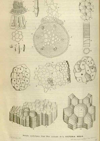 Reproducción/Reproduction 49642949153: Flore des serres et des jardins de l'Europe. A Gand :chez Louis van Houtte, eÌditeur,1845-1880.. 