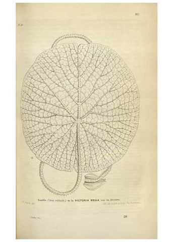 Reproducción/Reproduction 49643476726: Flore des serres et des jardins de l'Europe. A Gand :chez Louis van Houtte, eÌditeur,1845-1880.. 