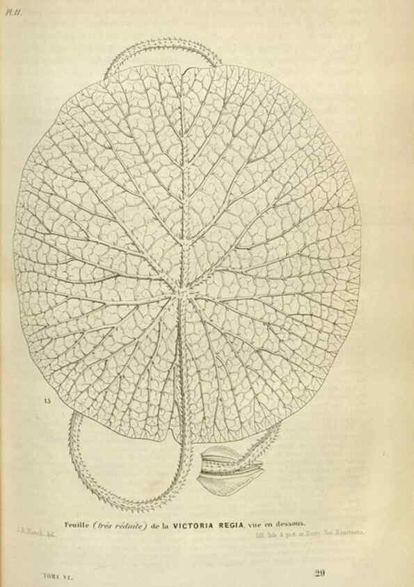 Reproducción/Reproduction 49643476726: Flore des serres et des jardins de l'Europe. A Gand :chez Louis van Houtte, eÌditeur,1845-1880.. 