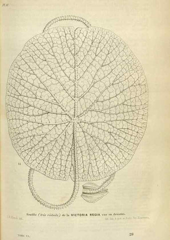 Reproducción/Reproduction 49643476726: Flore des serres et des jardins de l'Europe. A Gand :chez Louis van Houtte, eÌditeur,1845-1880.. 