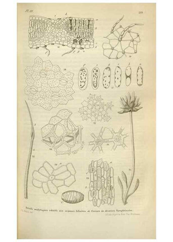 Reproducción/Reproduction 49643753032: Flore des serres et des jardins de l'Europe. A Gand :chez Louis van Houtte, eÌditeur,1845-1880.. 
