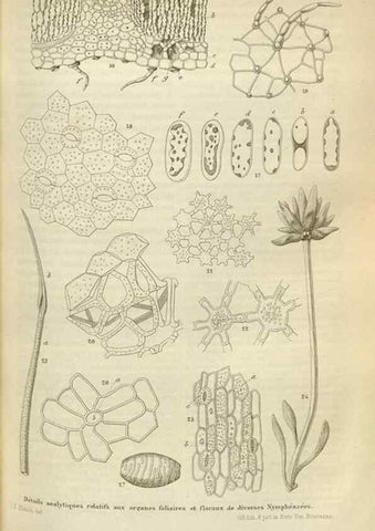 Reproducción/Reproduction 49643753032: Flore des serres et des jardins de l'Europe. A Gand :chez Louis van Houtte, eÌditeur,1845-1880.. 