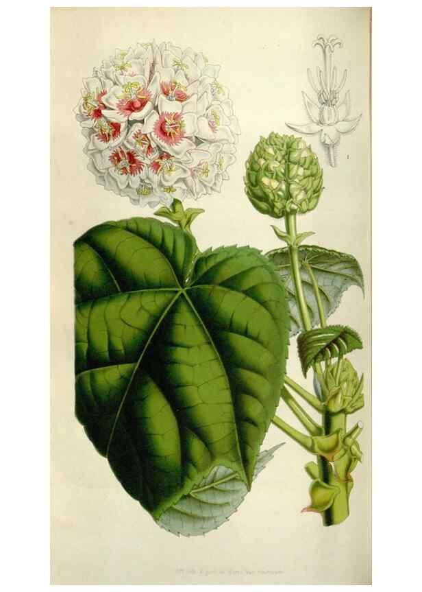 Reproducción/Reproduction 49643477366: Flore des serres et des jardins de l'Europe. A Gand :chez Louis van Houtte, eÌditeur,1845-1880.. 