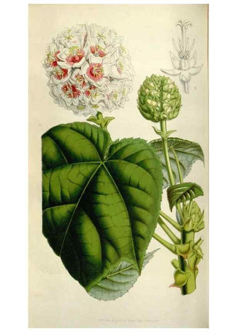 Reproducción/Reproduction 49643477366: Flore des serres et des jardins de l'Europe. A Gand :chez Louis van Houtte, eÌditeur,1845-1880.. 