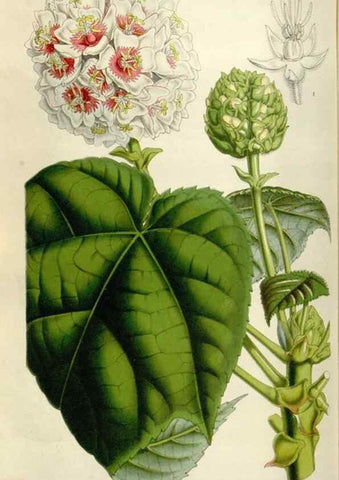 Reproducción/Reproduction 49643477366: Flore des serres et des jardins de l'Europe. A Gand :chez Louis van Houtte, eÌditeur,1845-1880.. 
