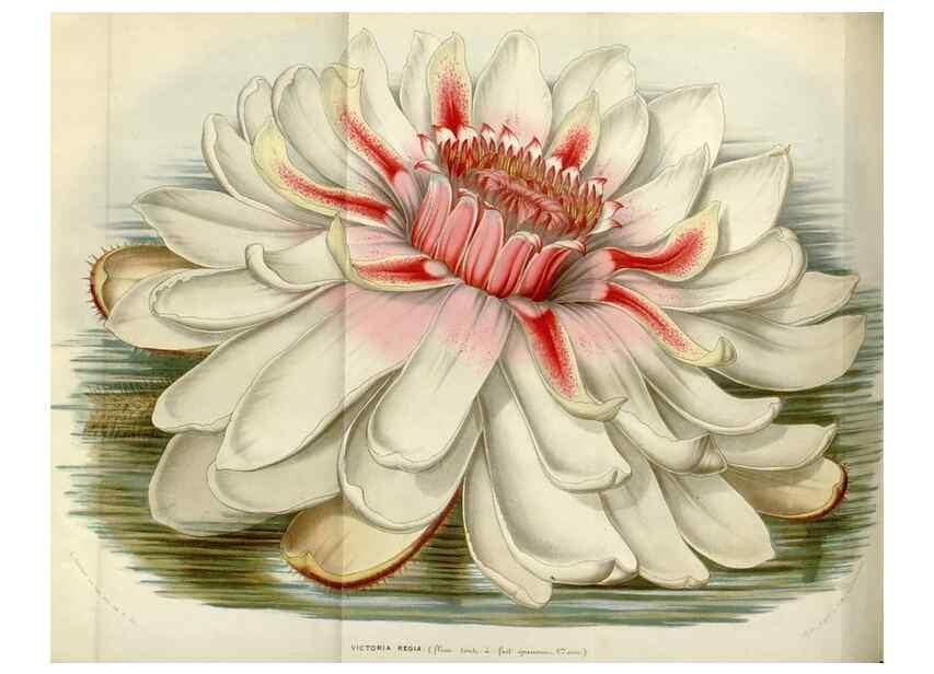 Reproducción/Reproduction 49643751247: Flore des serres et des jardins de l'Europe. A Gand :chez Louis van Houtte, eÌditeur,1845-1880.. 
