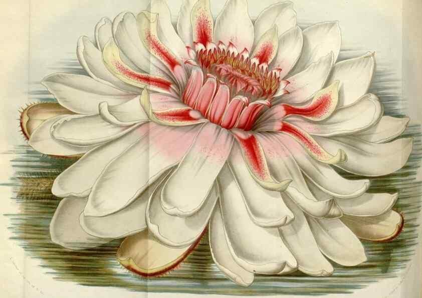 Reproducción/Reproduction 49643751247: Flore des serres et des jardins de l'Europe. A Gand :chez Louis van Houtte, eÌditeur,1845-1880.. 