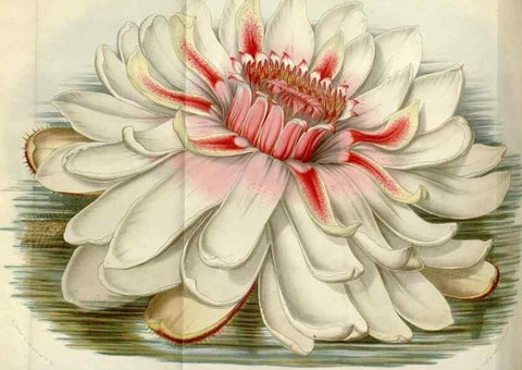 Reproducción/Reproduction 49643751247: Flore des serres et des jardins de l'Europe. A Gand :chez Louis van Houtte, eÌditeur,1845-1880.. 