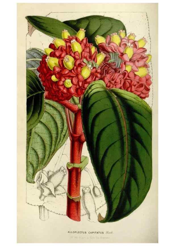 Reproducción/Reproduction 49642945333: Flore des serres et des jardins de l'Europe. A Gand :chez Louis van Houtte, eÌditeur,1845-1880.. 