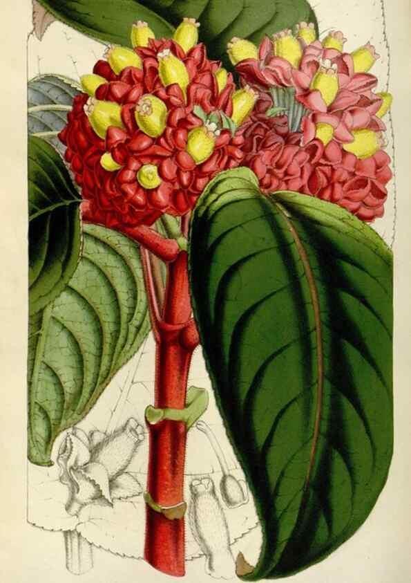 Reproducción/Reproduction 49642945333: Flore des serres et des jardins de l'Europe. A Gand :chez Louis van Houtte, eÌditeur,1845-1880.. 