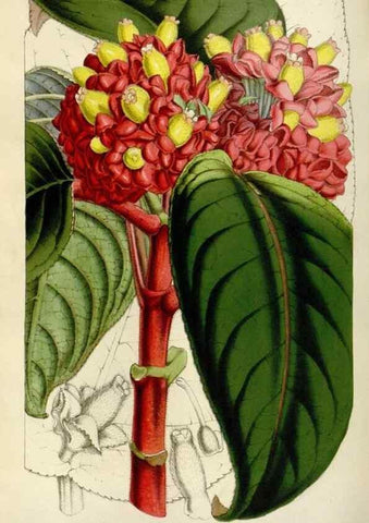 Reproducción/Reproduction 49642945333: Flore des serres et des jardins de l'Europe. A Gand :chez Louis van Houtte, eÌditeur,1845-1880.. 