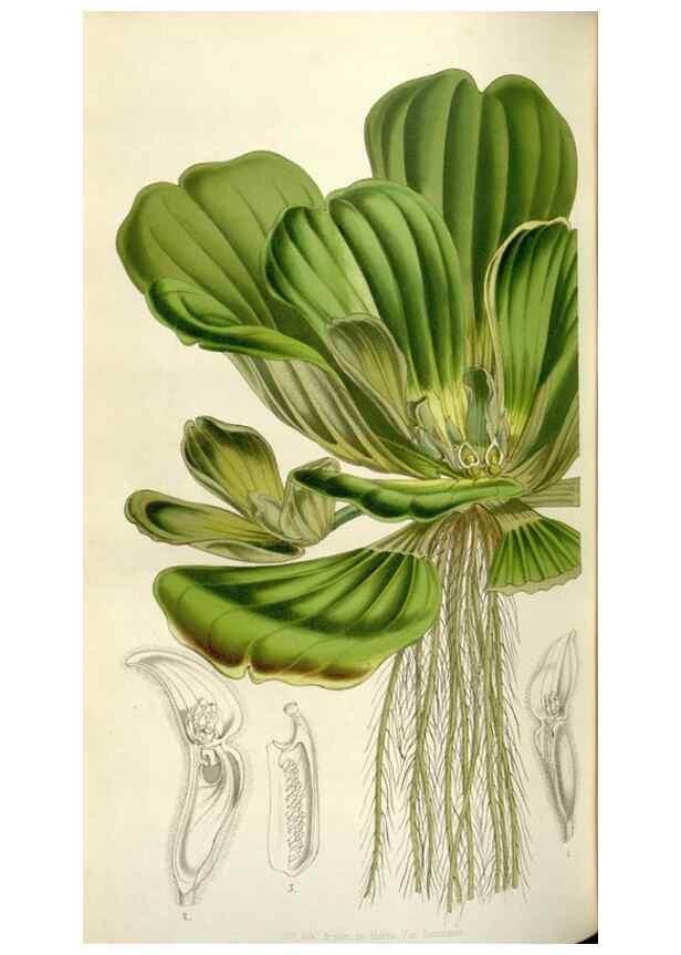 Reproducción/Reproduction 49642955523: Flore des serres et des jardins de l'Europe. A Gand :chez Louis van Houtte, eÌditeur,1845-1880.. 