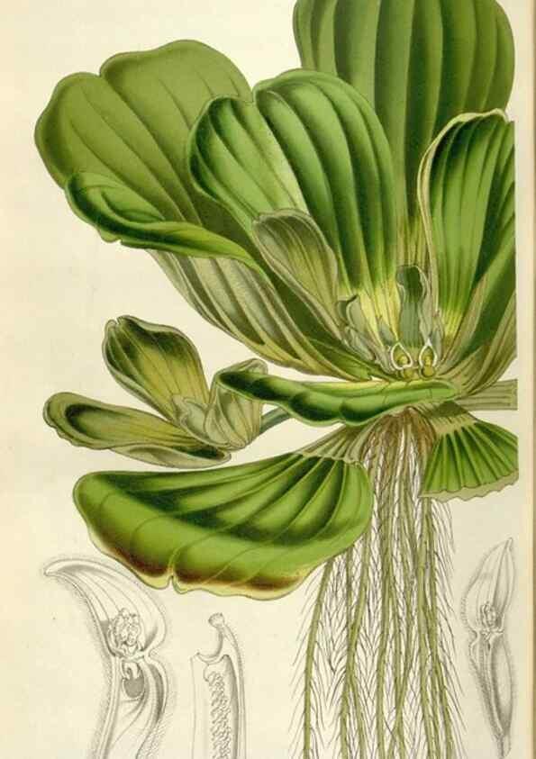 Reproducción/Reproduction 49642955523: Flore des serres et des jardins de l'Europe. A Gand :chez Louis van Houtte, eÌditeur,1845-1880.. 